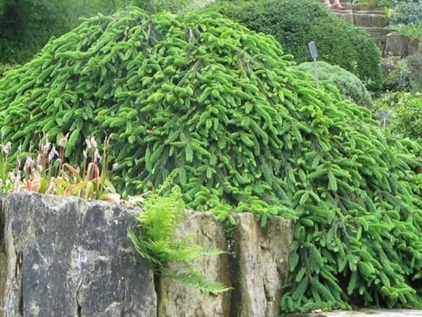 I042-swierk-pospolity-formanek-2