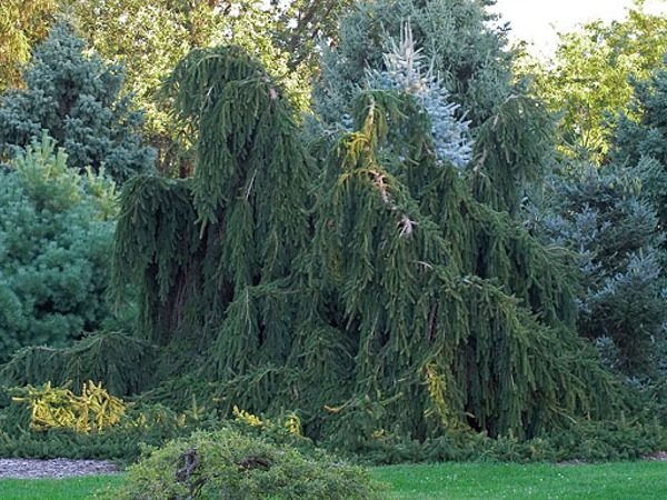 I043-swierk-pospolity-inversa-2