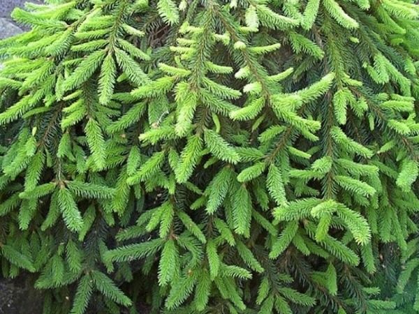 I043-swierk-pospolity-inversa-4