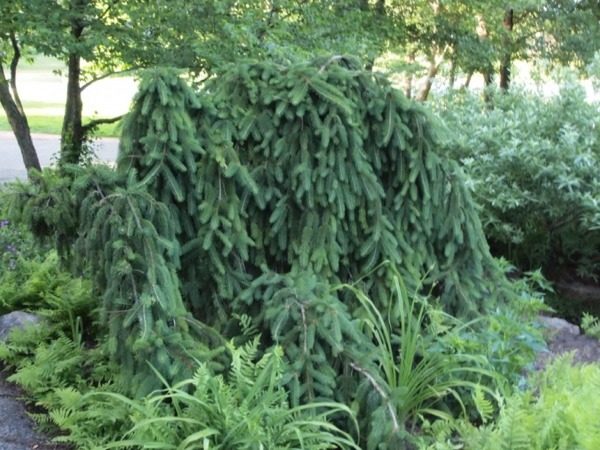 I043-swierk-pospolity-inversa-5