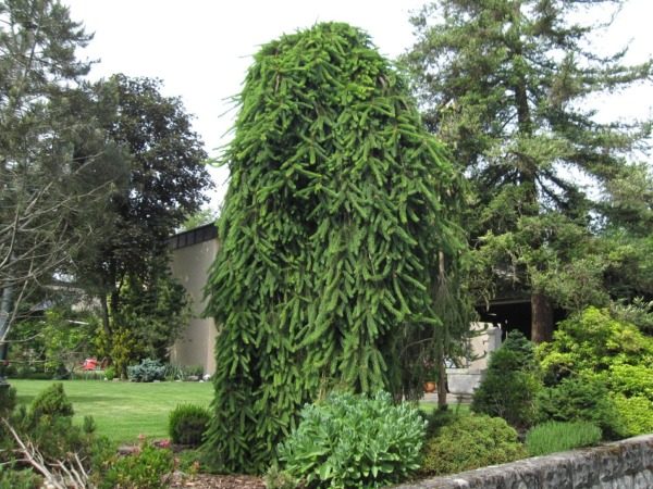 I043-swierk-pospolity-inversa-7