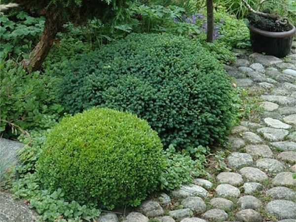 I044-swierk-pospolity-little-gem-2