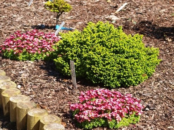 I044-swierk-pospolity-little-gem-5