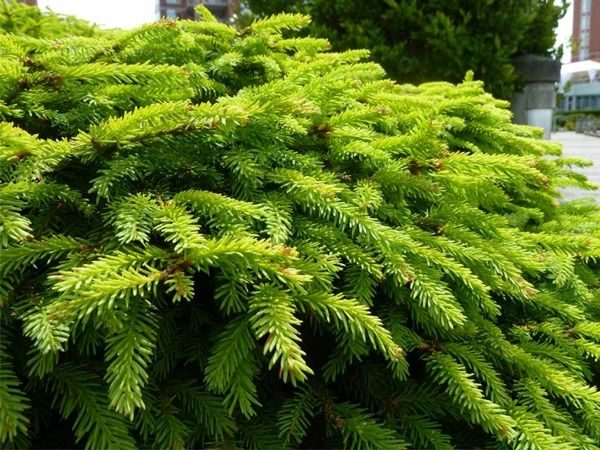 I045-swierk-pospolity-nidiformis-2