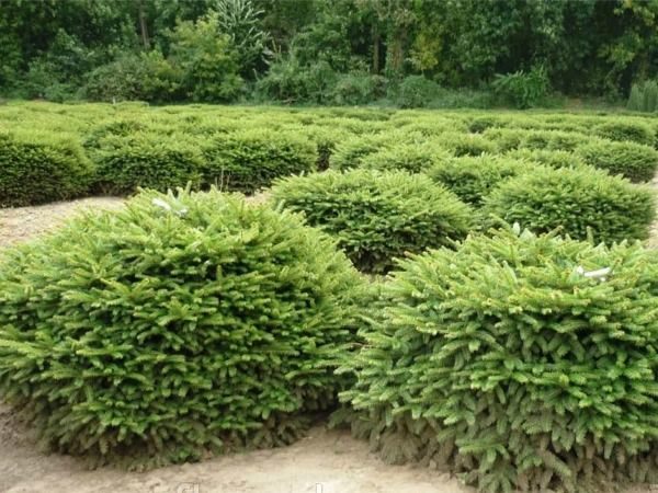 I045-swierk-pospolity-nidiformis-3