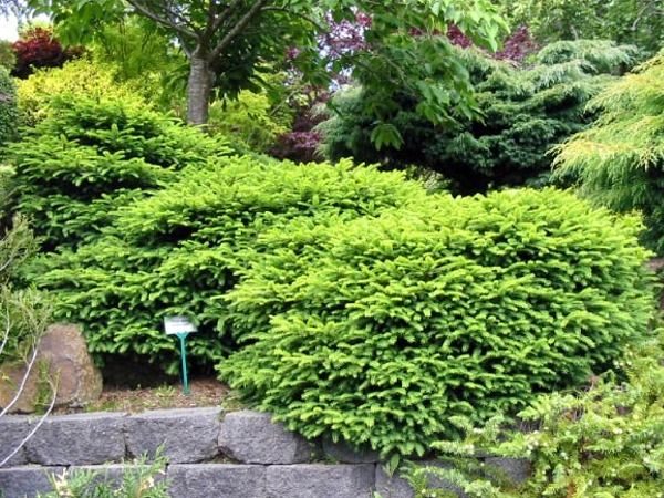 I045-swierk-pospolity-nidiformis-4