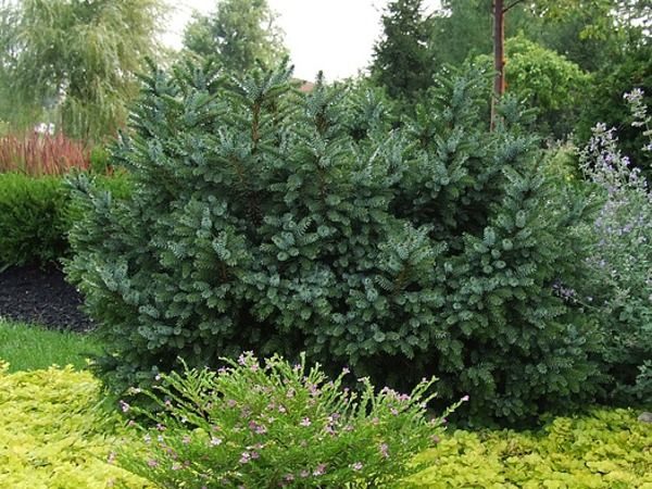 I047-swierk-serbski-nana-2