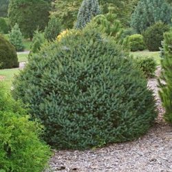 I047-swierk-serbski-nana-4