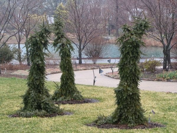 I048-swierk-serbski-pendula-1