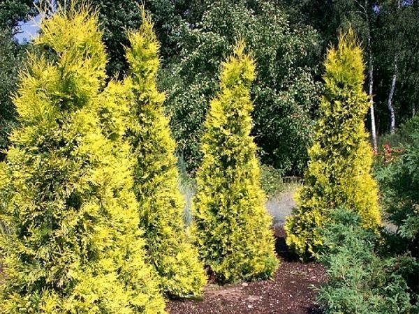 I049-zywotnik-olbrzymi-aurescens-1