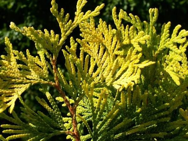 I049-zywotnik-olbrzymi-aurescens-4