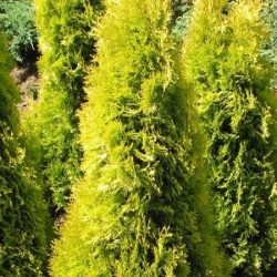 I049-zywotnik-olbrzymi-aurescens-7