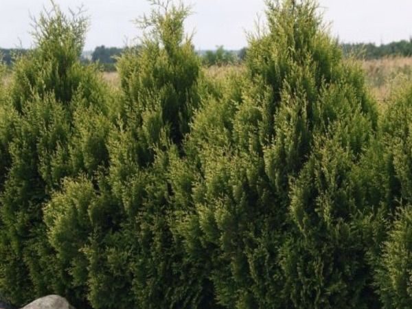 I050-zywotnik-olbrzymi-kornik-3