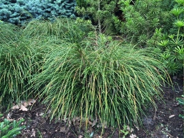 I051-zywotnik-olbrzymi-whipcord-7