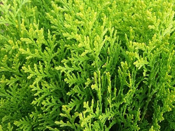 I052-zywotnik-olbrzymi-aurea-nana-2