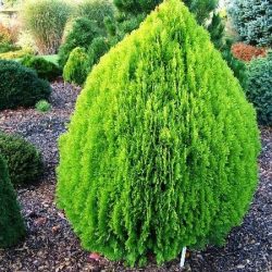 I052-zywotnik-olbrzymi-aurea-nana-6