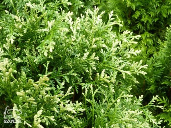 I054-zywotnik-zachodni-gold-pearl-2