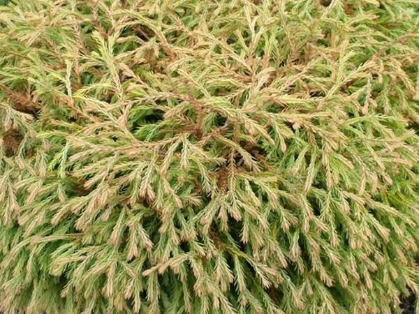 I055-zywotnik-zachodni-golden-tuffet-6