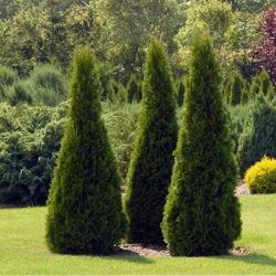 I056-zywotnik-zachodni-smaragd-1