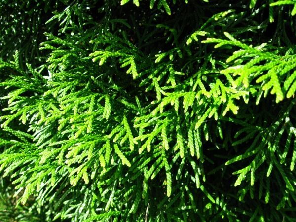 I056-zywotnik-zachodni-smaragd-4