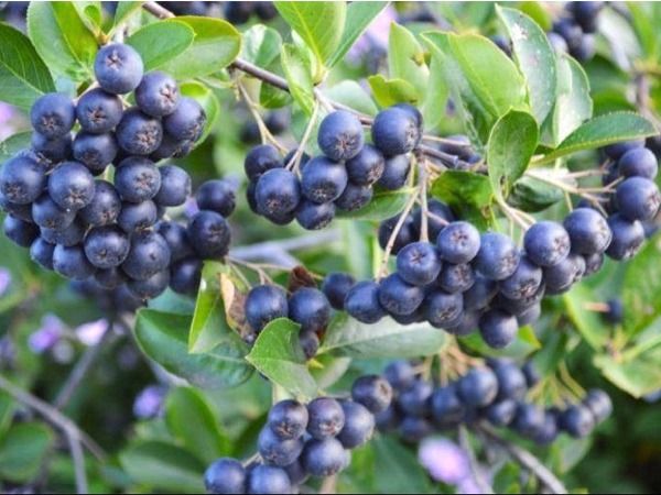 L001-aronia-czarnoowocowa-2