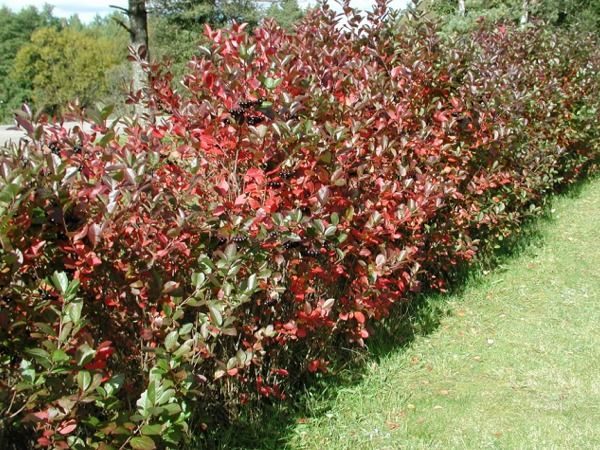 L001-aronia-czarnoowocowa-4