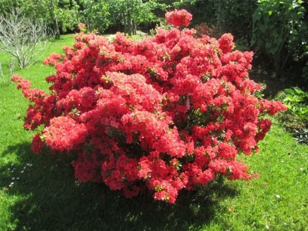 Azalia japońska GEISHA ORANGE - sadzonki w doniczkach