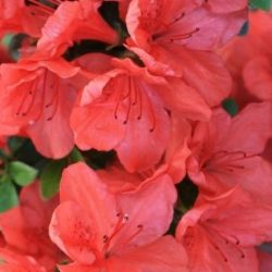 Azalia japońska GEISHA ORANGE - sadzonki w doniczkach