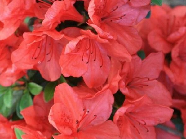 L002-azalia-japonska-geisha-orange-2 Azalia japońska GEISHA ORANGE - sadzonki w doniczkach