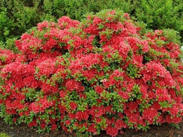 Azalia japońska GEISHA ORANGE - sadzonki w doniczkach