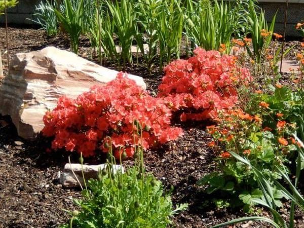 Azalia japońska GEISHA ORANGE - sadzonki w doniczkach