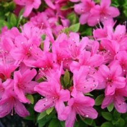 L003-azalia-japonska-kermesina