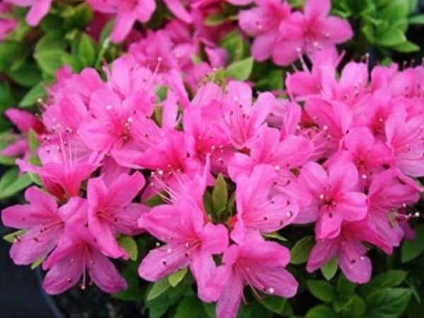 L003-azalia-japonska-kermesinam L003-azalia-japonska-kermesina