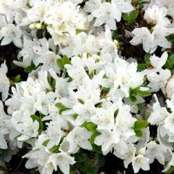 L004-azalia-japonska-kermesina-alba-4