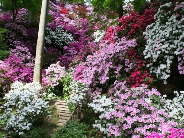 L004-azalia-japonska-kermesina-alba-7