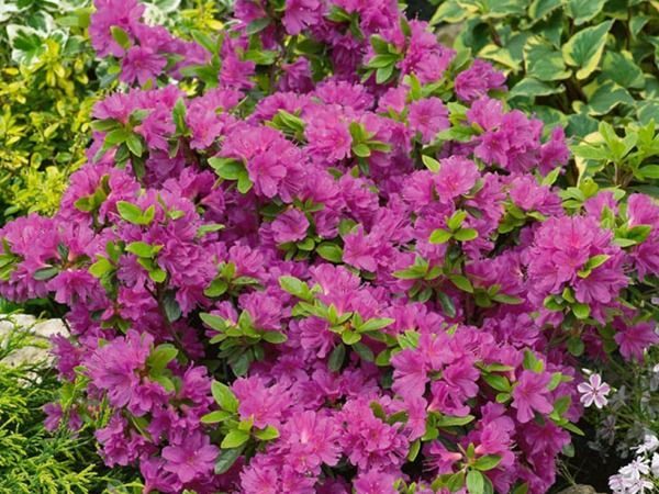 L006-azalia-japonska-orlice-4