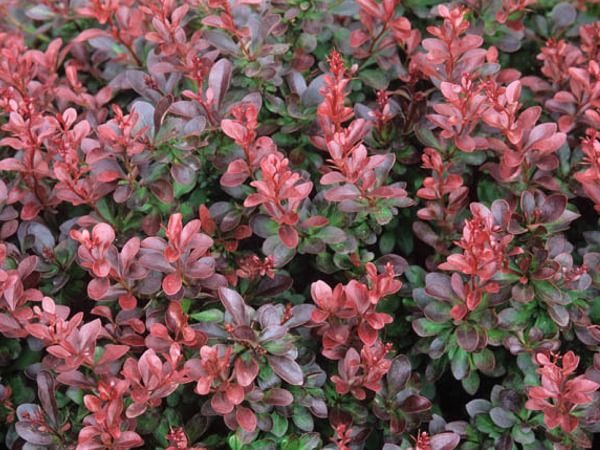 berberys thunberga atropurpurea nana