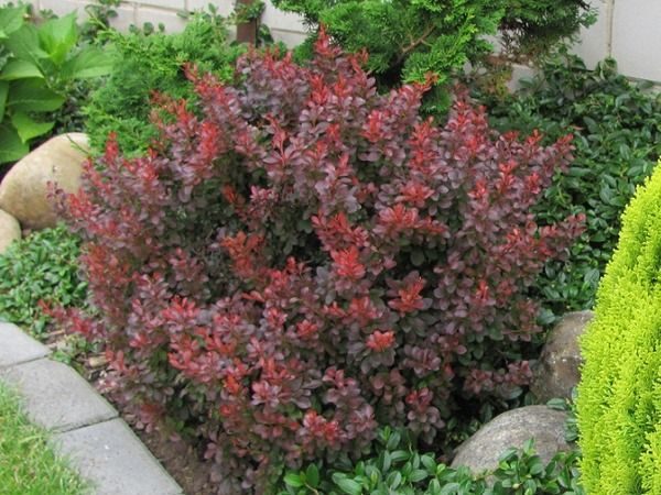 berberys thunberga atropurpurea nana