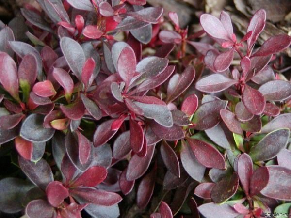 berberys thunberga atropurpurea nana