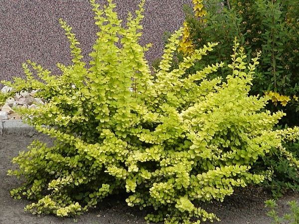 L008-berberys-thunberga-aurea-3 berberys thunberga aurea