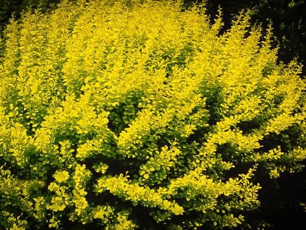 berberys thunberga aurea nana