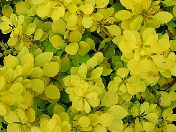 berberys thunberga aurea nana