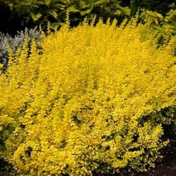 berberys thunberga aurea nana