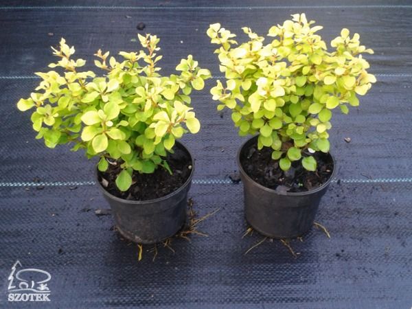 berberys thunberga aurea nana