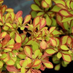 Berberys thunberga DIABOLICUM - sadzonki