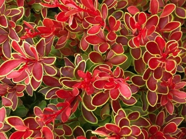 L014-berberys-thunberga-golden-ring-nana-2 Berberys thunberga GOLDEN RING NANA - sadzonki