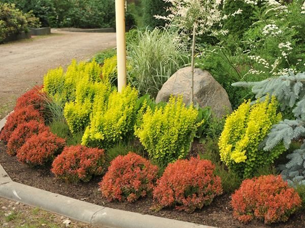 Berberys thunberga GOLDEN RING NANA - sadzonki