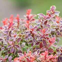 Berberys thunberga GOLDEN RING NANA - sadzonki