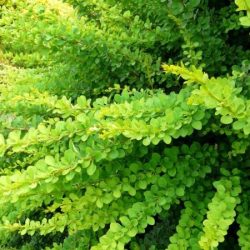 Berberys thunberga GREEN CARPET - sadzonki