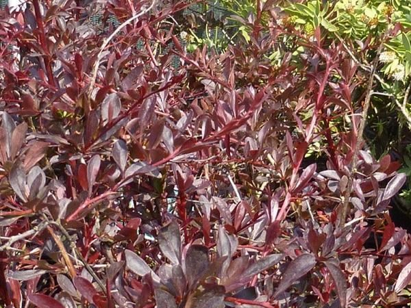 berberys thunberga red chief